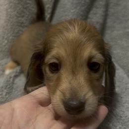 Boy 1 DO NOT FILL OUT APP UNLESS SERIOUS - Cream male Dachshund puppy in Wisconsin from Sabe and Shabe’s Doxies