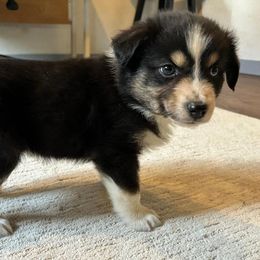 Boy # 3 - Black tri-color Australian Shepherd puppy in Oregon from Royal Australian Shepherds