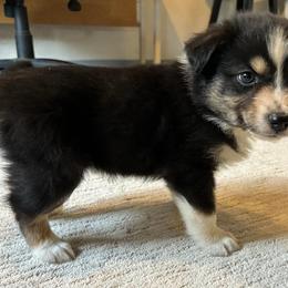 Boy # 3 - Black tri-color Australian Shepherd puppy in Oregon from Royal Australian Shepherds