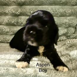 Aspen - Black male Cocker Spaniel puppy in Sumter, South Carolina from Cocker Eclipse In Home Kennel