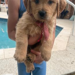 Galoshes red April Showers Litter - Golden male Golden Retriever puppy in Argyle, Texas from Skarlotte Goldens, LLC