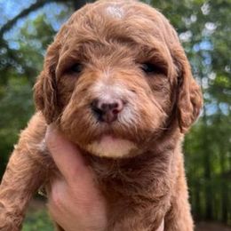 Boy 1 - Poodle puppy in Oxford, Alabama from Posh Poodles Alabama