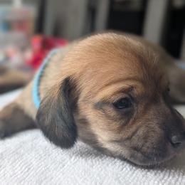 Romeo - Sable male Dachshund puppy in Waddell, Arizona from The Bearded Companions