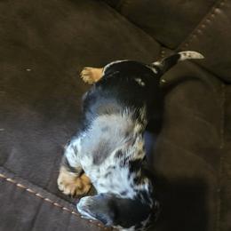 Dachshund Puppies from Joseph Dachshund's