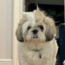 Chichi - Shih Tzu