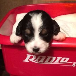 Bernedoodle Puppies from Natchez Trace Doodles