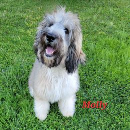 Molly - Goldendoodle