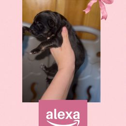 Alexa - Black and red female German Shepherd puppy in Pickens, South Carolina from Von Maqqedah Haus German Shepherds