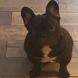 Teddy - Brindle male Bulldog puppy in Dix Hills, New York from Mansi Bulldogs