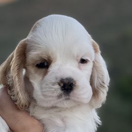 Breve - Red and white Cocker Spaniel puppy in Escondido, California from B-Cubed Cockers