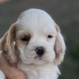 Breve - Red and white Cocker Spaniel puppy in Escondido, California from B-Cubed Cockers