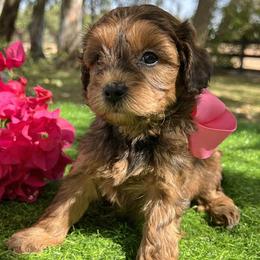 Pink Collar - female Cavapoochon puppy in Waterford, California from Windy Hill Doodles