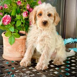 Gus - Red male Assorted Doodle Crosses puppy in Ohio from Holley Doodles
