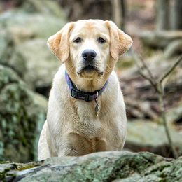 Labrador Retriever All Grown Up from Cedarmarsh Labradors