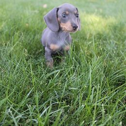 Stella's Girl 2 - Blue and tan female Dachshund puppy in Craig, Colorado from Rocky Mountain Shih Tzus and Dry Creek Miniature Dachshunds