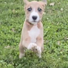 Mountain Cur Puppies from Walnut Ridge Mountain Curs