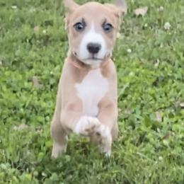 Mountain Cur Puppies from Walnut Ridge Mountain Curs