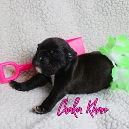 Boxer Puppies from Music City Boxers