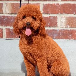 Duckie - Poodle