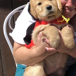 Golden Retriever Puppies from Creme Brulee Goldens