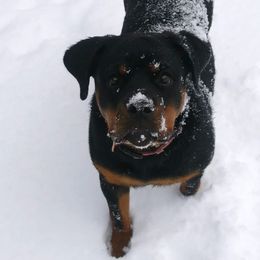 Rottweilers from Spicer Out of the Cage Rottweilers