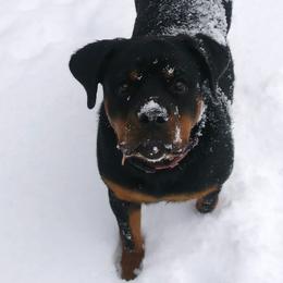 Rottweilers from Spicer Out of the Cage Rottweilers