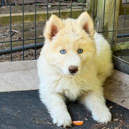 Girl 1 - White female Siberian Husky puppy in Everett, Washington from Addison Grove Huskies