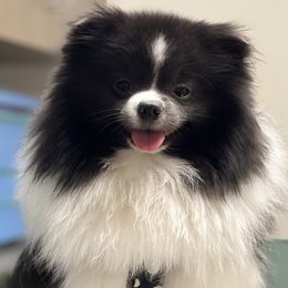 Maui - Pomeranian