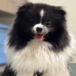 Maui - Pomeranian