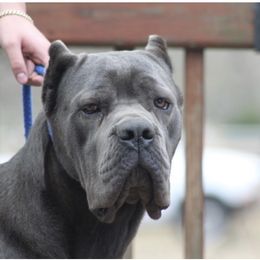 Elvira - Cane Corso