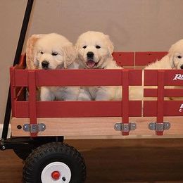 Cavalier King Charles Spaniels and Golden Retrievers from Fluffy Buttz