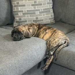 Tanya - Brindle female Great Dane puppy in Indianola, Iowa from Bull West Kennels
