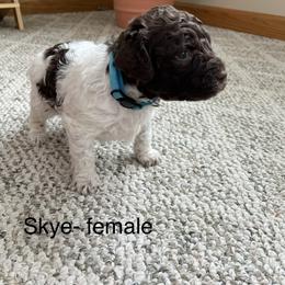 Skye - Brown female Lagotto Romagnolo puppy in Minster, Ohio from 1880 Lagotto
