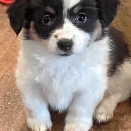 Pembroke Welsh Corgi Puppies from Haggard Family Corgis