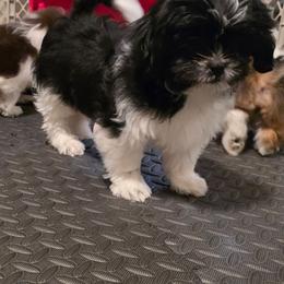 Boy Two - Black and white male Shih Tzu puppy in New Bern, North Carolina from Kuddly Creatures