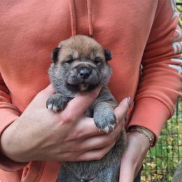 Boy 4 - Sesame male Shiba Inu puppy in Fairbanks, Alaska from Arctic Kennels (Pomskies, Akitas & Shibas)