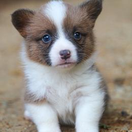 Ace - Sable male Pembroke Welsh Corgi puppy in Star City, Arkansas from Say When Corgi Co.