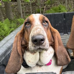 Basset Hounds from Badger State Bassets