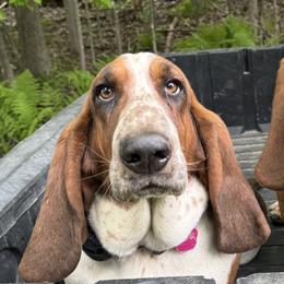 Basset Hounds from Badger State Bassets