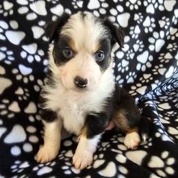 Boy 5 - male Miniature American Shepherd puppy in Placentia, California from Tru Cal Aussies