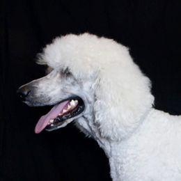 Harry - Poodle
