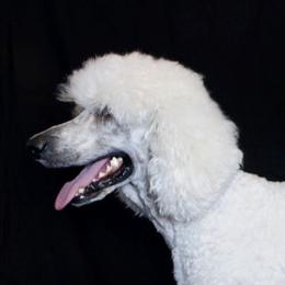 Harry - Poodle