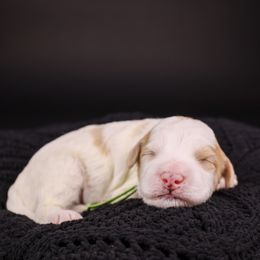 Norrington - Red male Bernedoodle puppy in Lehi, Utah from Heart J Bernedoodles