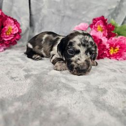 Quartz - Dapple male Dachshund puppy in Florence, Arizona from Doxie Town Az