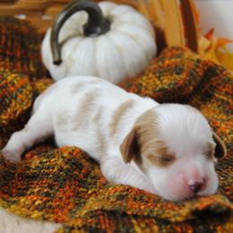 Bernie - Blenheim male Cavalier King Charles Spaniel puppy in Mountain Grove, Missouri from Dogwood & Sassafras Companions