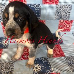 Roscoe - Blue ticked and tan male Bluetick Coonhound puppy in Mount Pleasant, Texas from Harmons Hounds