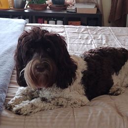 Fiesta - Australian Labradoodle