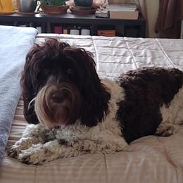 Fiesta - Australian Labradoodle