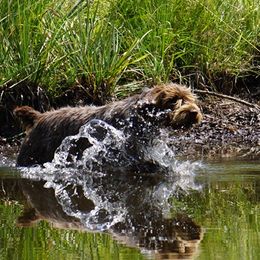 Wirehaired Pointing Griffons from Mountain River Griffons