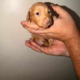 Pink - Cream female Dachshund puppy in Plantation, Florida from Lovelaced Pups